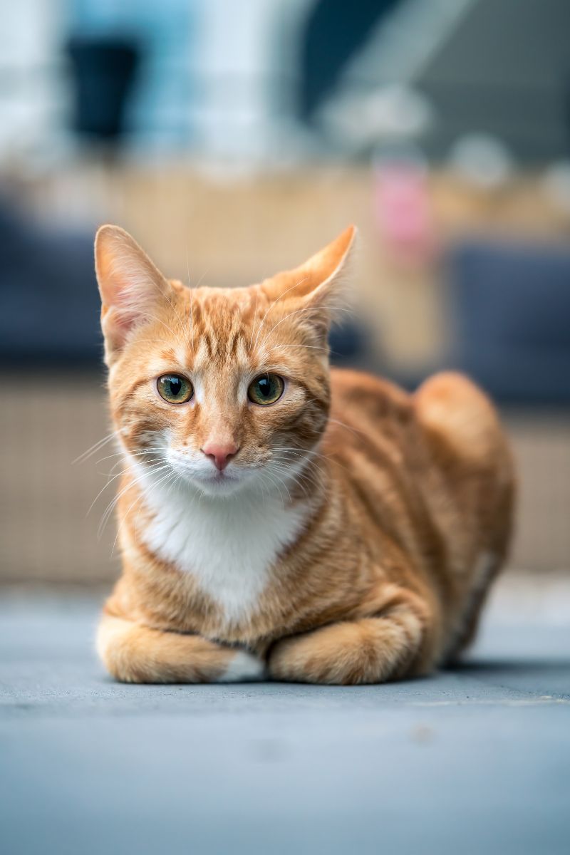 cute orange cat