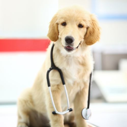 A golden retriever wearing a stethoscope in a clinical setting