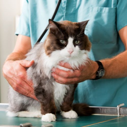 A veterinarian holding a fluffy brown and white cat on an examination table
