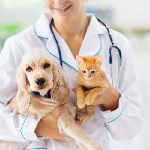 A veterinarian holding a kitten and a puppy