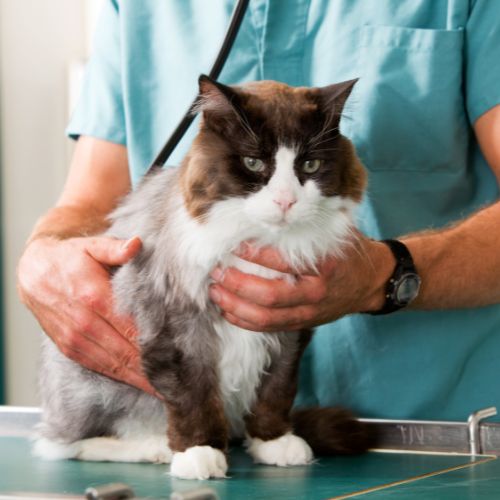 A veterinarian holding a fluffy brown and white cat on an examination table