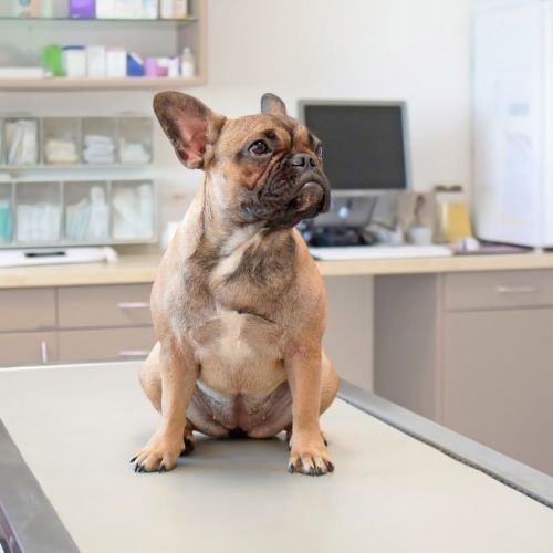 A French Bulldog sitting attentively on a vets examination table