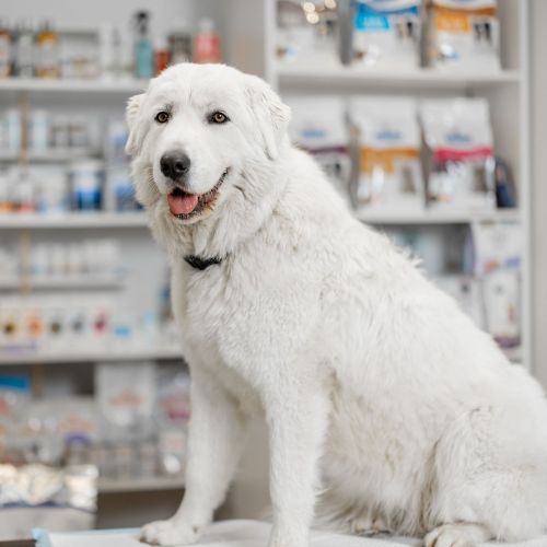 A white dog sitting in a veterinary clinic with shelves of products