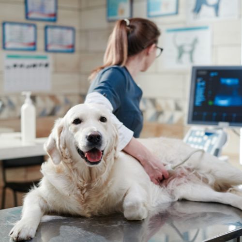 A veterinarian examining pet ultrasound