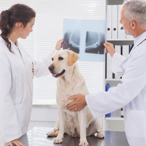 Two veterinarians examining a Labrador with an X-ray