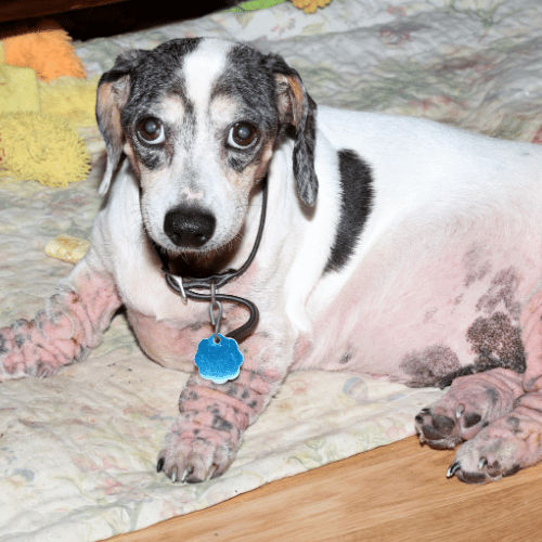 A Dachshund with patchy fur lying on a quilted blanket