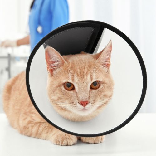 Orange cat with a cone collar, veterinarian in background