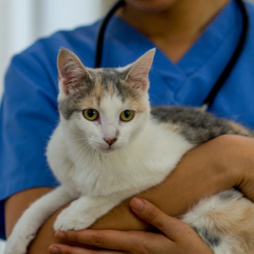 A calico cat being held by a person in blue scrubs
