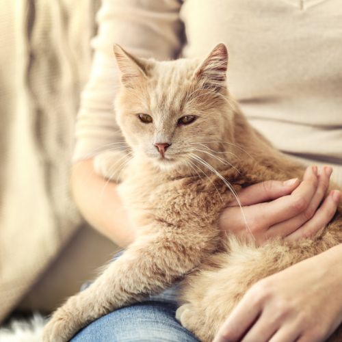 A serene ginger cat resting in a persons lap