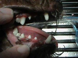 pet dental treatment after image