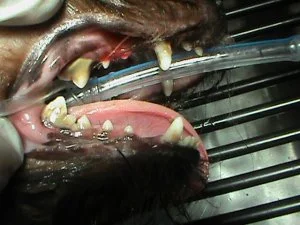 Initial phase of pet dental treatment