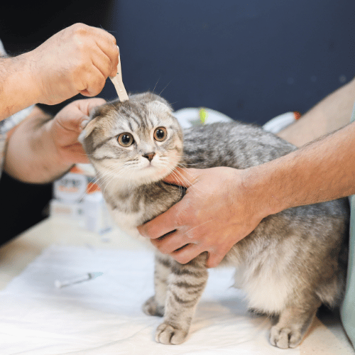 A veterinarian applying medicine on a cat