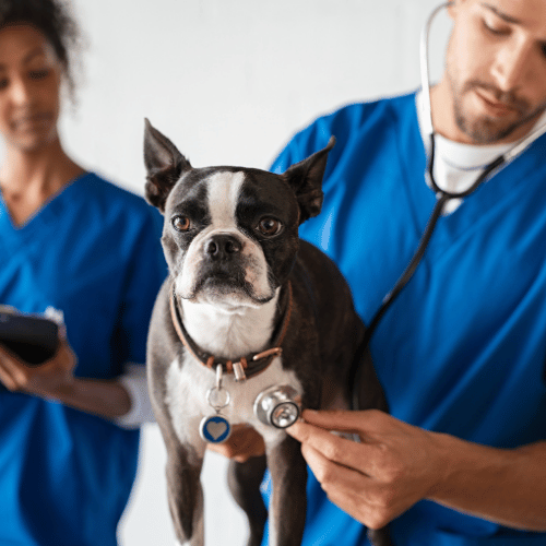 A vet examine a dog