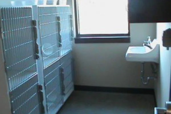 Feline Boarding Room